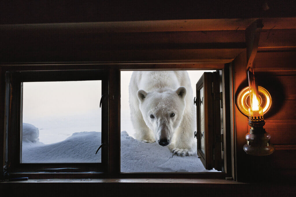 Lední medvěd kouká oknem